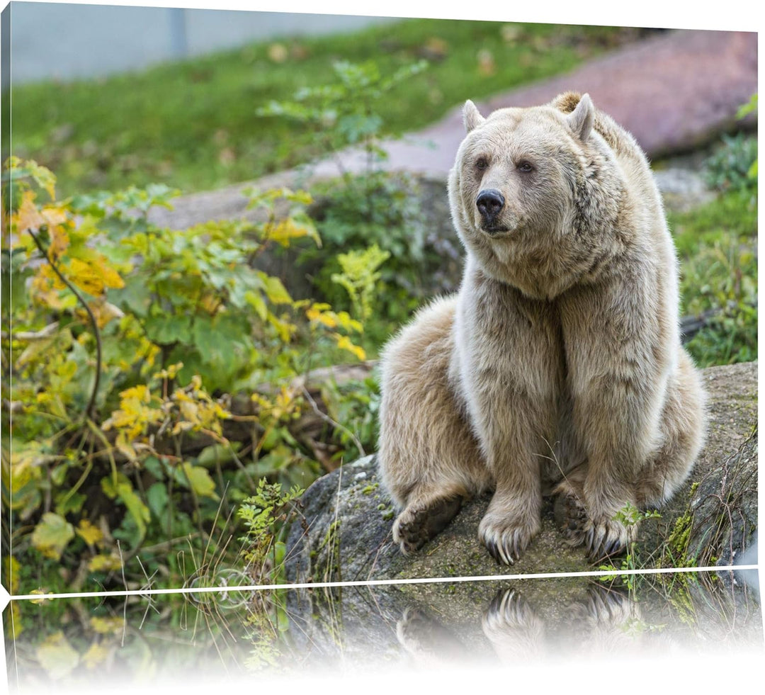 Pixxprint niedlicher Grizzly auf Stein auf Leinwand, XXL riesige Bilder fertig gerahmt mit Keilrahme