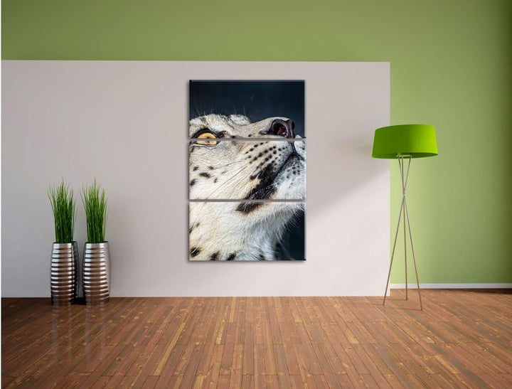 Pixxprint aufschauender Schneeleopard als Leinwandbild - Grösse: 3-Teilig (120x80cm) - Wandbild - Ku