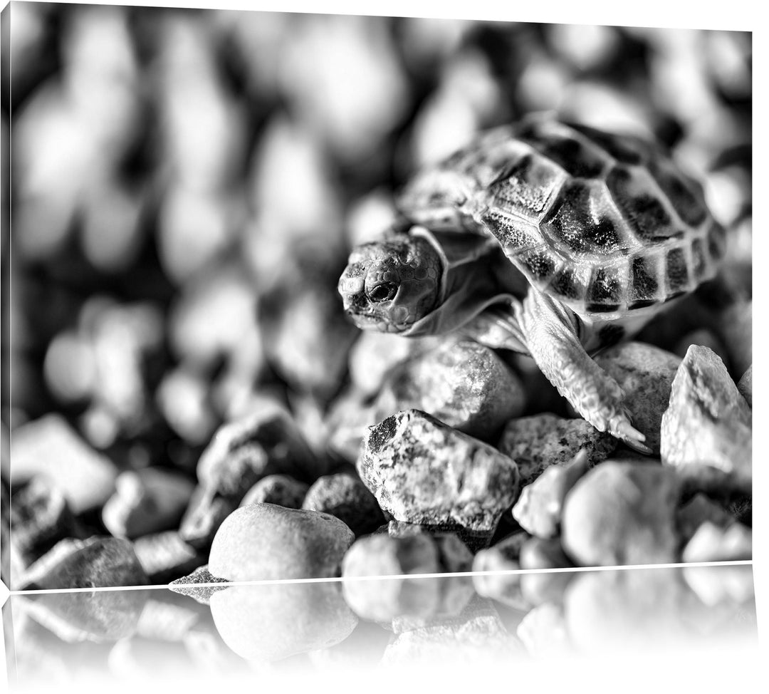 Pixxprint Kleine Schildkröte als Leinwandbild/Grösse: 100x70 / Wandbild/Kunstdruck/fertig bespannt,
