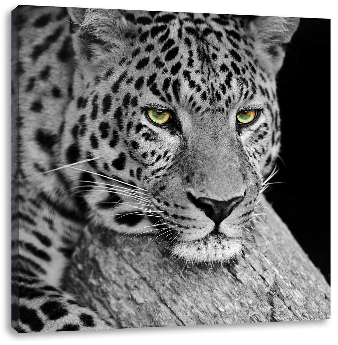 Pixxprint ruhender Leopard als Leinwandbild/Grösse: 70x70 cm/Wandbild/Kunstdruck/fertig bespannt, 70