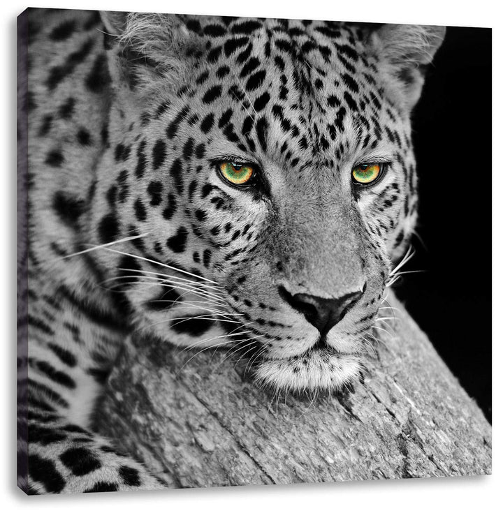 Pixxprint ruhender Leopard als Leinwandbild/Grösse: 70x70 cm/Wandbild/Kunstdruck/fertig bespannt, 70