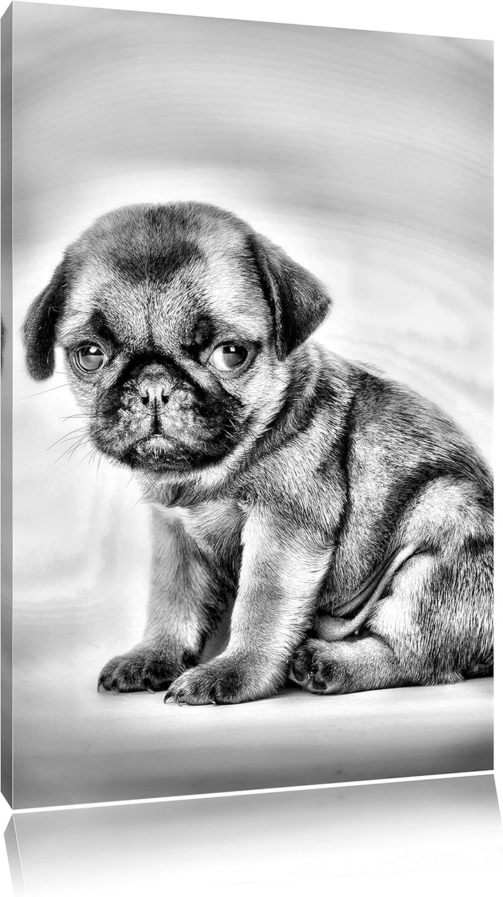 Pixxprint Kleiner Hundewelpe Mops als Leinwandbild/Grösse: 100x70 / Wandbild/Kunstdruck/fertig bespa