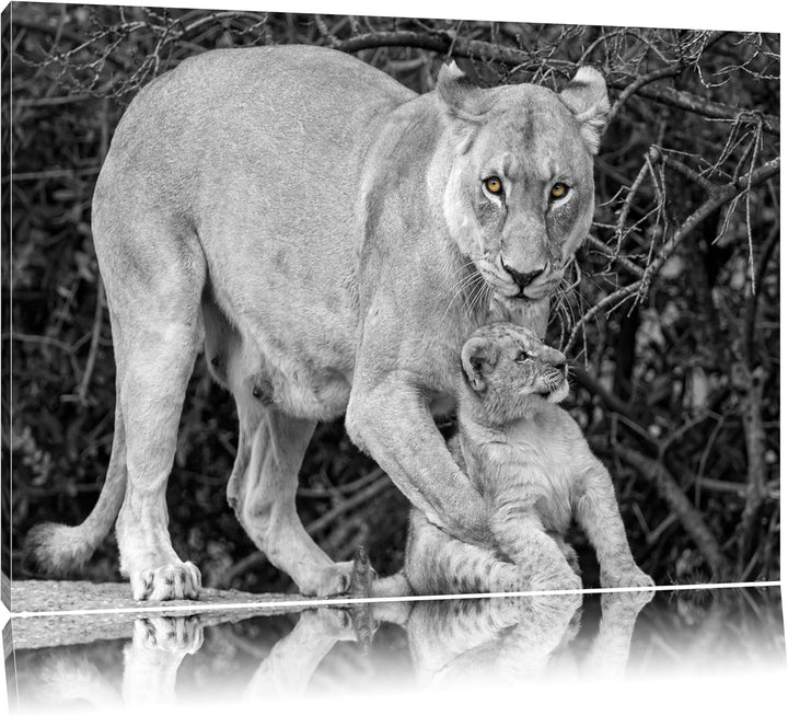liebevolle Löwin spielt mit Jungtier schwarz/weiss auf Leinwand, XXL riesige Bilder fertig gerahmt m