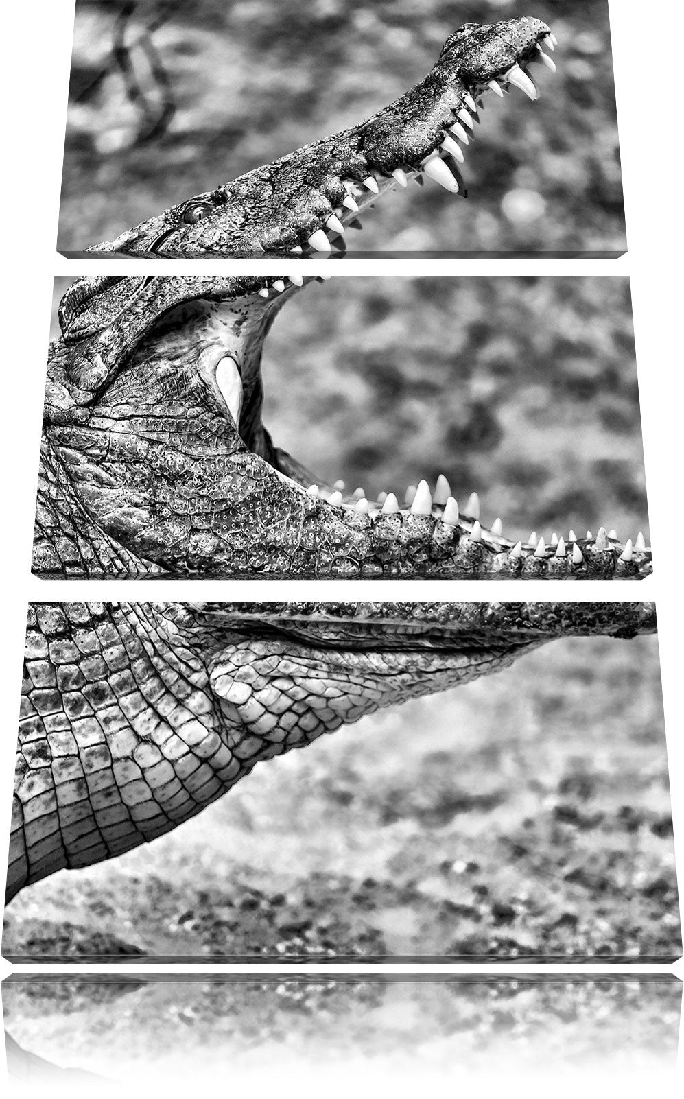 Pixxprint Monocrome, gewaltiges Krokodil 3-Teiler Leinwandbild 120x80 Bild auf Leinwand