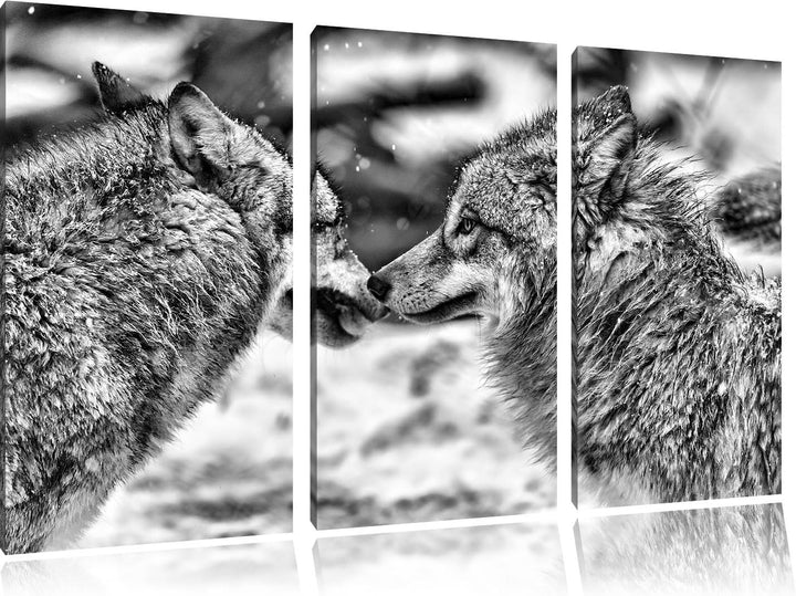 Pixxprint liebevolle Wölfe im Schnee als Leinwandbild/Grösse: 3 Teilig (120x80) cm/Wandbild/Kunstdru