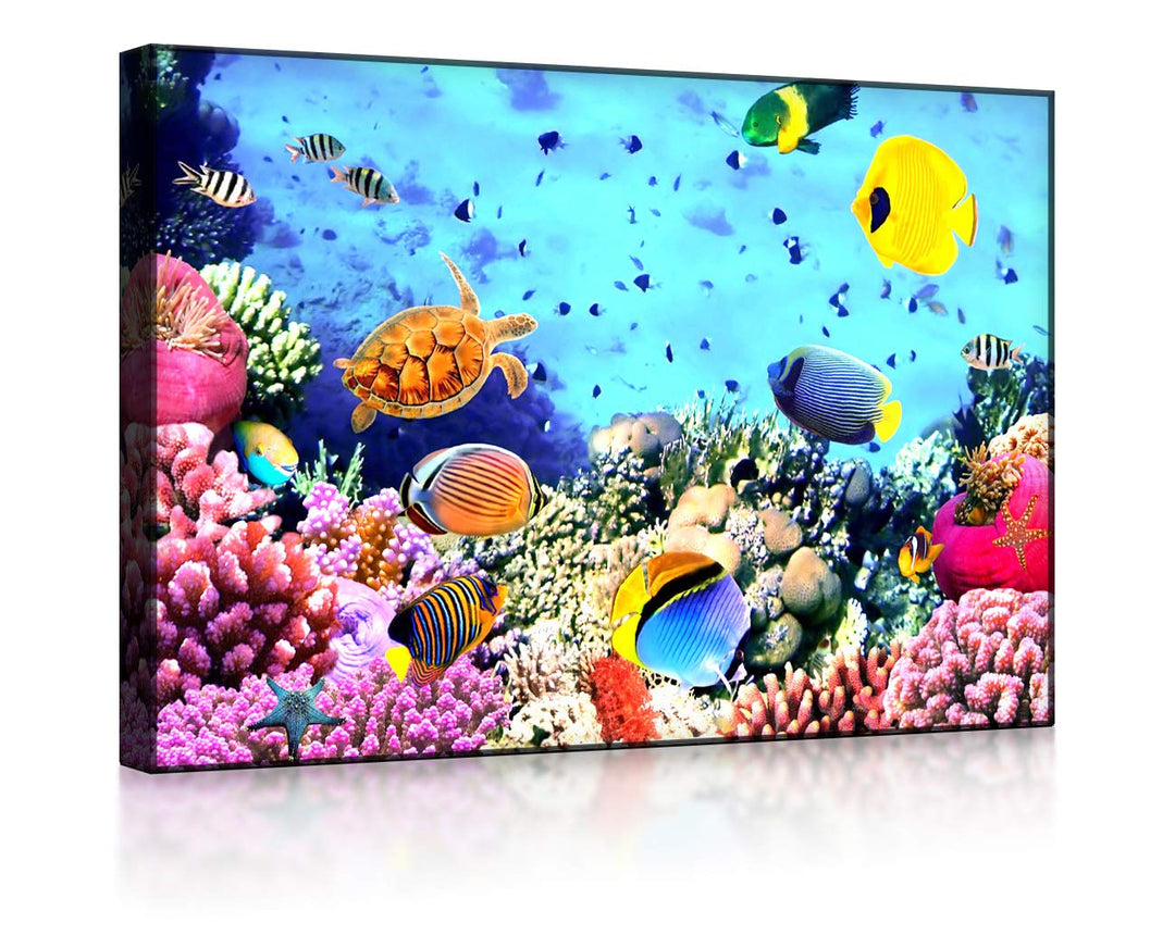 lightbox multicolor | Bilder mit LED Beleuchtung | Bunte Fische über Korallenriff | 100x70 cm | Fron