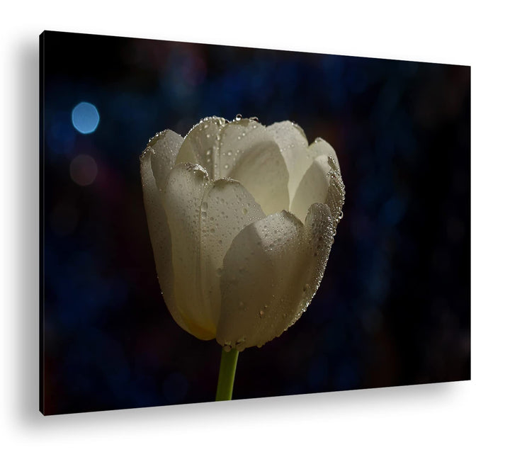 deyoli schneeweisse Tulpe Format: 80x60 als Leinwandbild, Motiv fertig gerahmt auf Echtholzrahmen, H