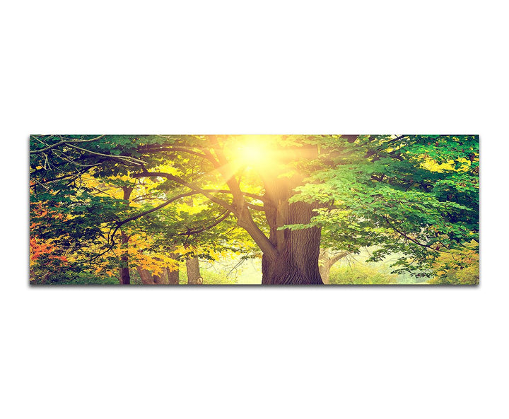 Paul Sinus Art Panoramabild auf Leinwand und Keilrahmen 150x50cm Park Bäume Herbst Blätter Sonnenlic