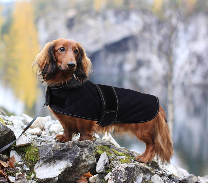 MOREZI Dackel Hund Winterjacke. wasserdichte Hundejacke. Mit Wolle, inneren und verstellbaren Schult