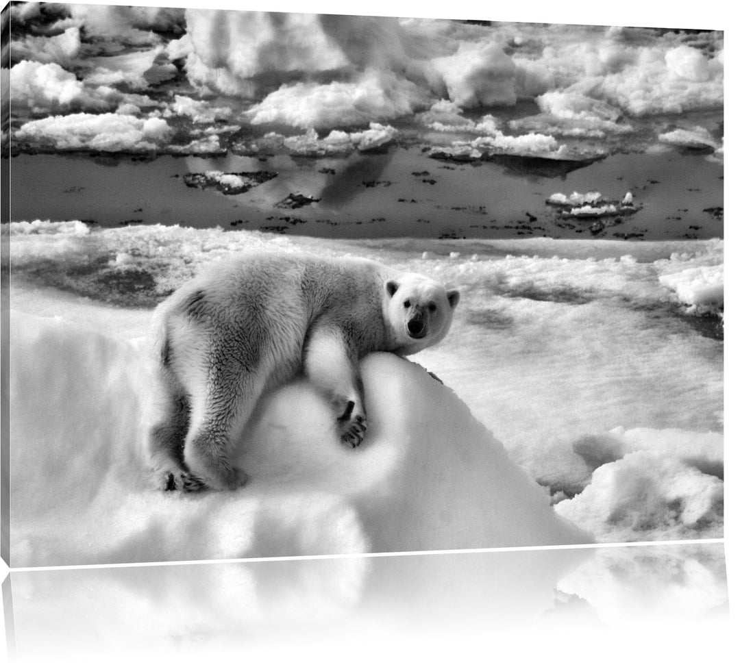 Pixxprint Eisbär auf Eisberg als Leinwandbild/Grösse: 100x70 / Wandbild/Kunstdruck/fertig bespannt,