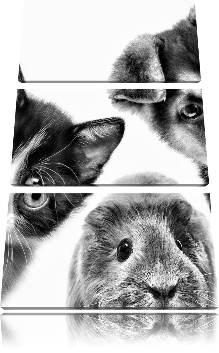 Pixxprint Trio Hund Katze Meerschwein als Leinwandbild/Grösse: 3 Teilig (120x80 cm) cm/Wandbild/Kuns