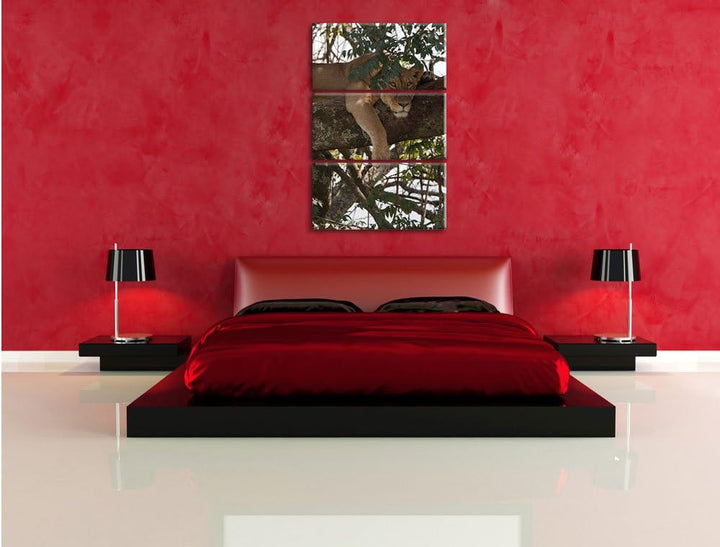 Pixxprint schönes Löwenweibchen schläft auf Baum 3-Teiler Leinwandbild 120x80 Bild auf Leinwand