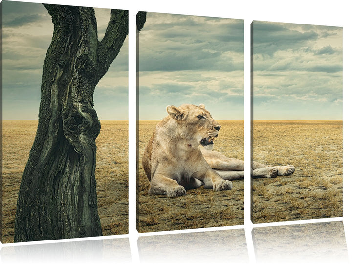 Pixxprint Löwin Ruhe Savanne 3-Teiler Leinwandbild 120x80 Bild auf Leinwand