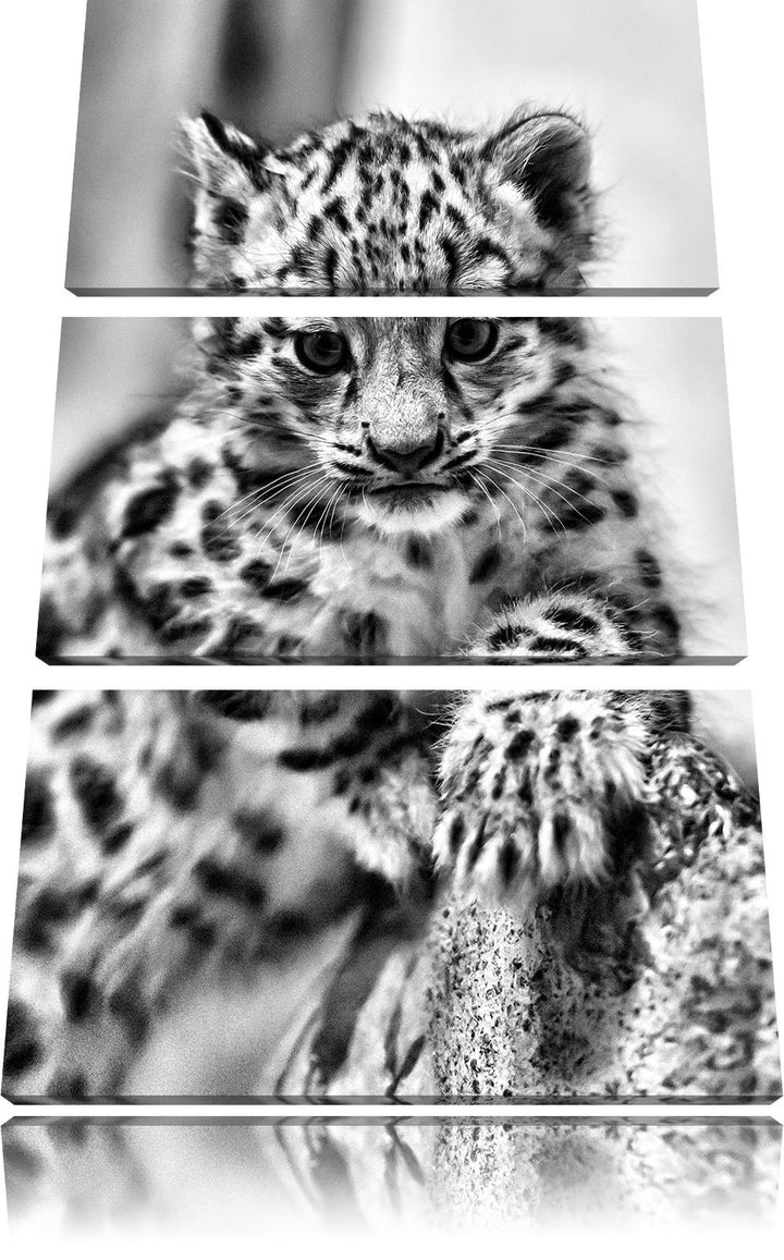 Pixxprint Monocrome, Leopardenjunges beim Klettern 3-Teiler Leinwandbild 120x80 Bild auf Leinwand