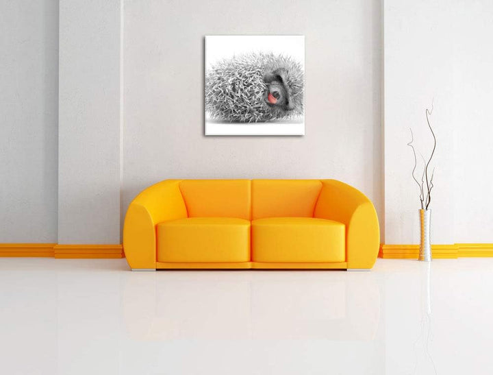 Pixxprint süsser zusammengerollter Igel als Leinwandbild/Grösse: 70x70 cm/Wandbild/Kunstdruck/fertig