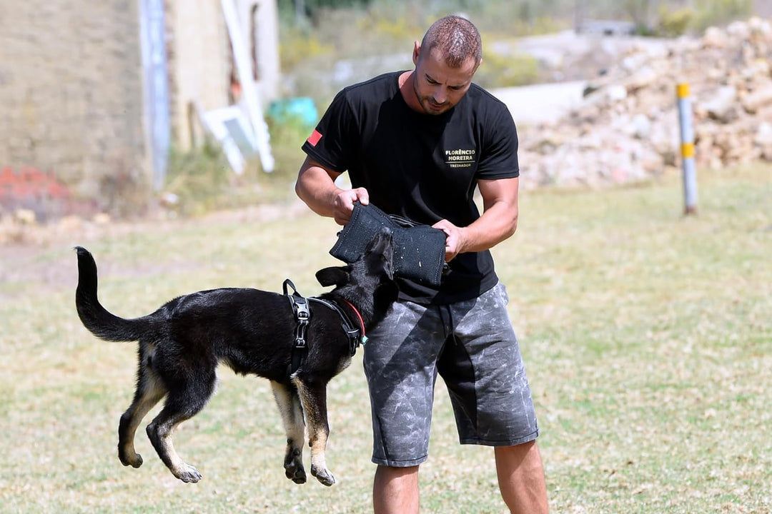 Dingo Gear Beisskissen Keilform Mini Weicher aus Baumwolle-Nylon Schwarz Welpen und Junge Hunde Ausb