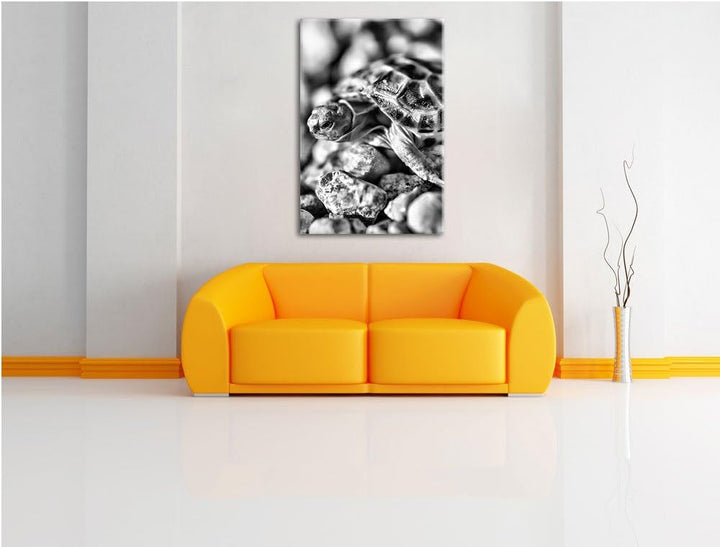 Pixxprint Kleine Schildkröte als Leinwandbild/Grösse: 100x70 cm/Wandbild/Kunstdruck/fertig bespannt,