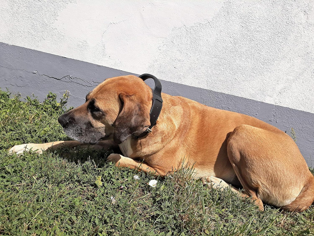 Dingo Gear Lederhalsband für Hund ''Drago'' Amortisiert Schwarz mit Griff Handgefertigt S04022, 56-6