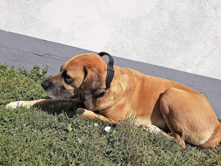Dingo Gear Lederhalsband für Hund ''Drago'' Amortisiert Schwarz mit Griff Handgefertigt S04022, 56-6