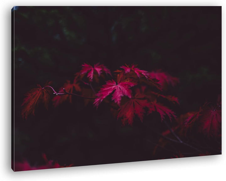 deyoli bezaubernder roter Ahornzweig Format: 80x60 als Leinwand, Motiv fertig gerahmt auf Echtholzra