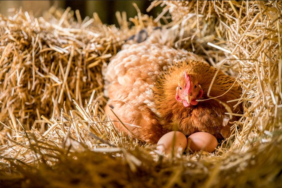 Gerstenstroh 3 kg - für Kaninchen, Meerschweinchen, Pferde | Premiumqualität | Ernte 2025