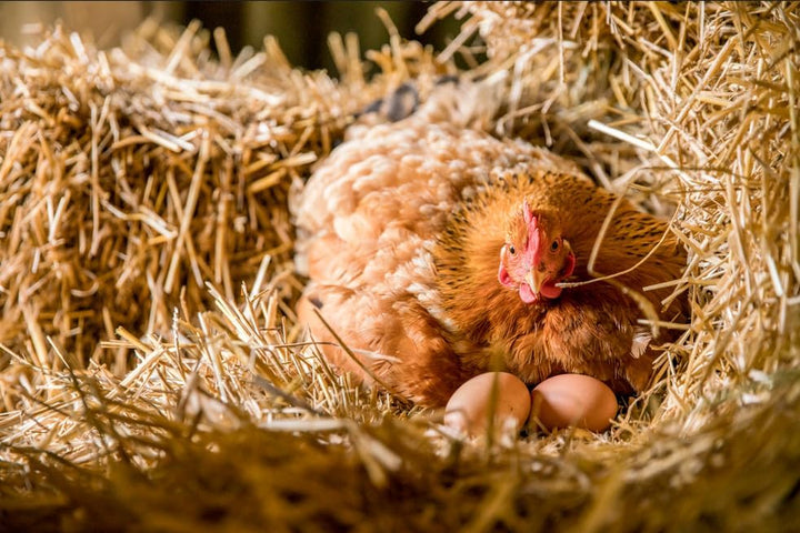 Gerstenstroh 3 kg - für Kaninchen, Meerschweinchen, Pferde | Premiumqualität | Ernte 2025
