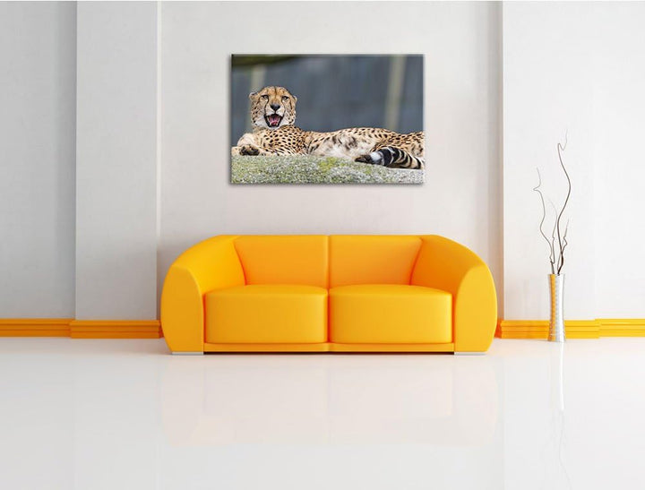 Pixxprint schlafender Gepard auf Leinwand, XXL riesige Bilder fertig gerahmt mit Keilrahmen, Kunstdr