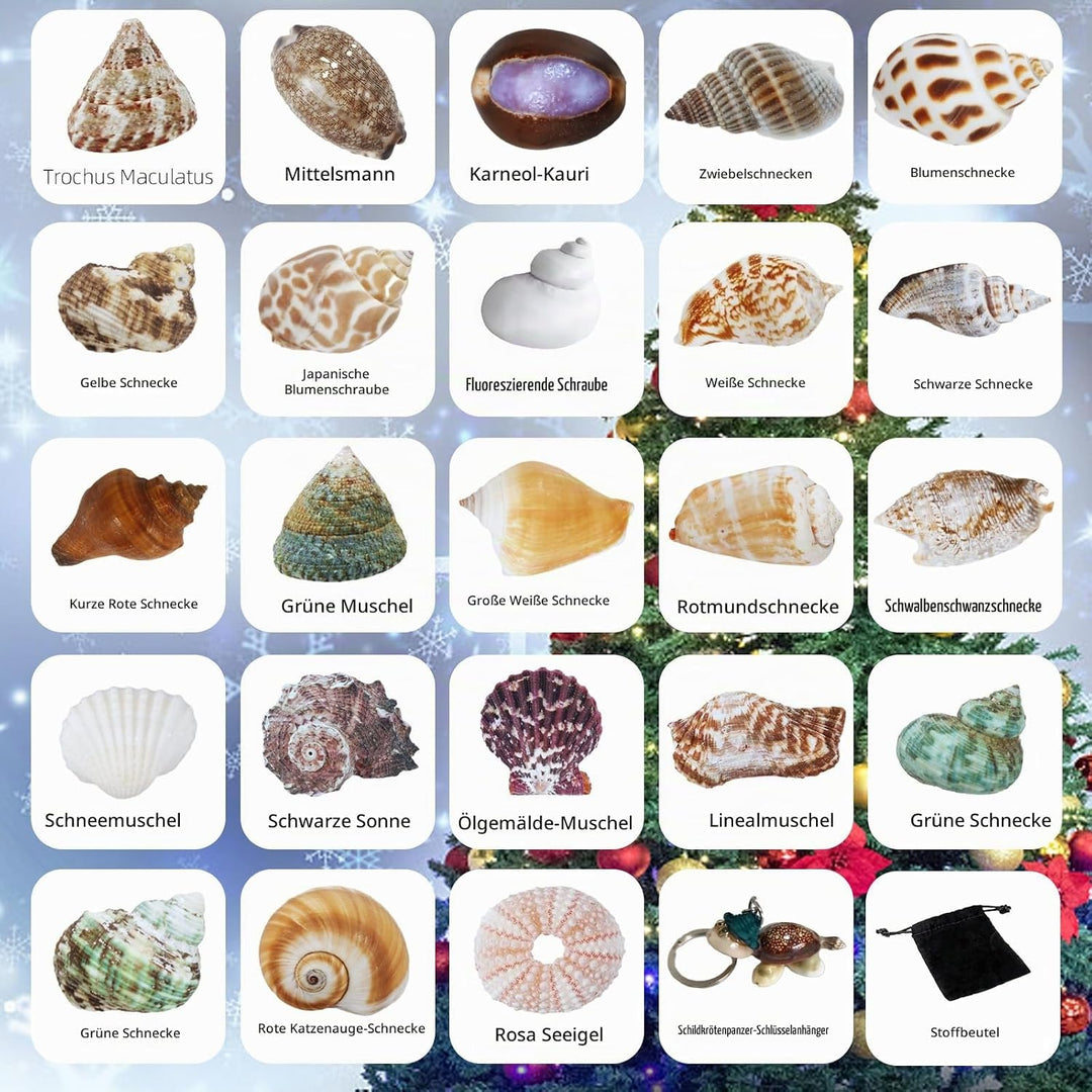 Aitsite Adventskalender 2025 Muscheln, 24 Tage natürliche MuschelnbAdventskalender, Muschel Sammlung