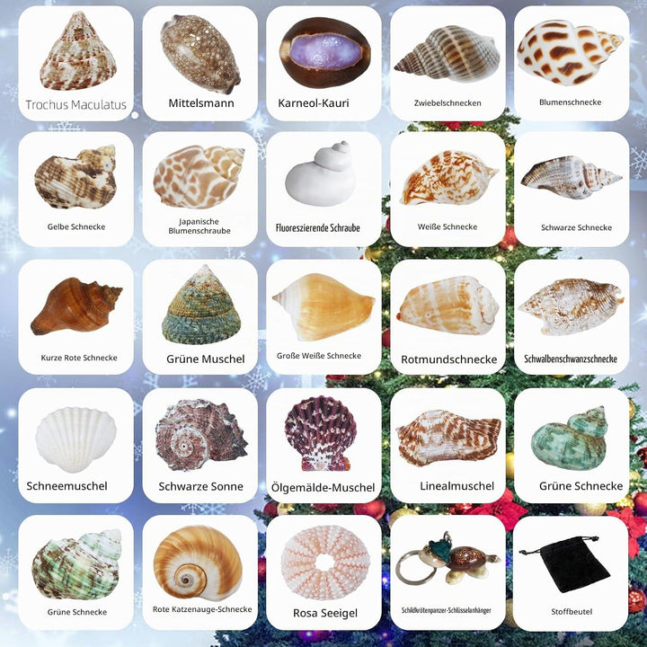 Aitsite Adventskalender 2025 Muscheln, 24 Tage natürliche MuschelnbAdventskalender, Muschel Sammlung
