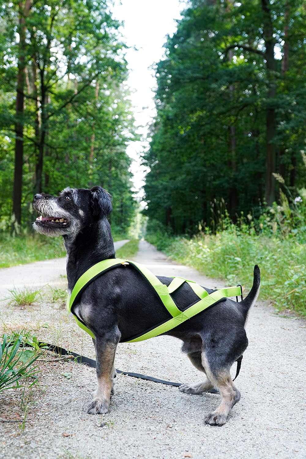 Dingo Hundegeschirre Sled Farbe Grün Zuggeschirr Canicross Bike-Ski-Jöring Training Dogtrekking Gros