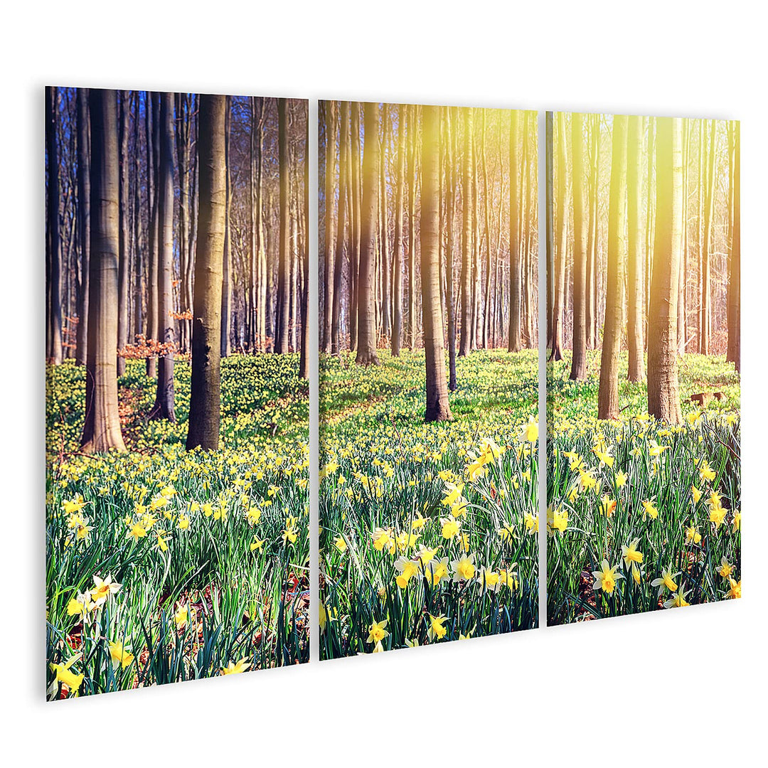 islandburner Bild auf Leinwand Frühling Wald Bedeckt Gelbe Narzissen Landschaft Bilder Wandbilder Po