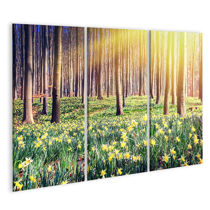 islandburner Bild auf Leinwand Frühling Wald Bedeckt Gelbe Narzissen Landschaft Bilder Wandbilder Po