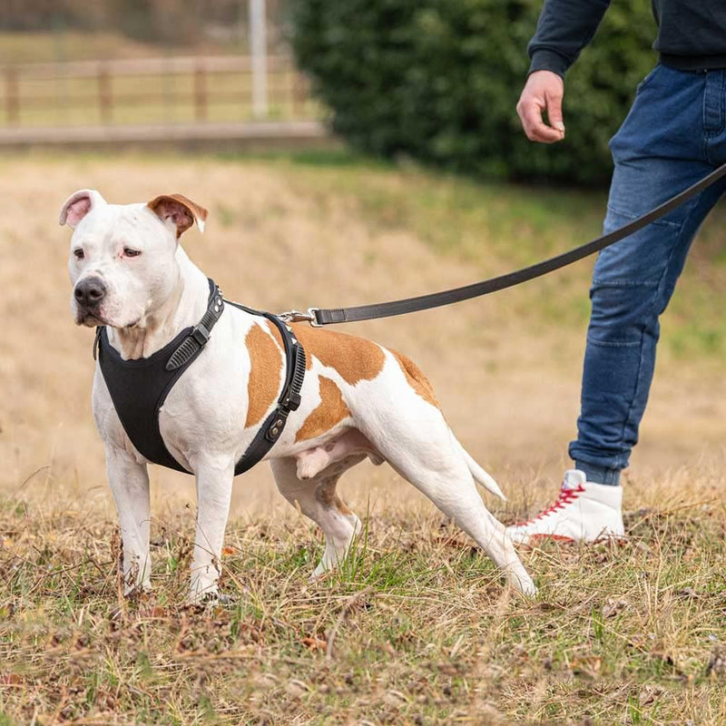 Ferplast Hundegeschirr grosse Hunde GIOTTO LUXOR XL, aus echtem Leder mit silbernen Nieten, Halsumfa