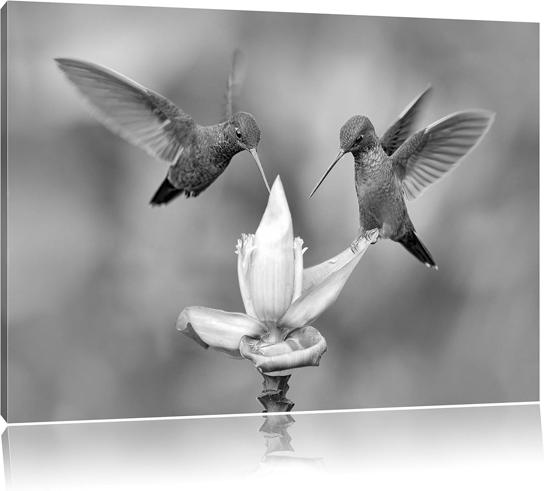 Pixxprint Kolibris in den Tropen als Leinwandbild/Grösse: 100x70 / Wandbild/Kunstdruck/fertig bespan