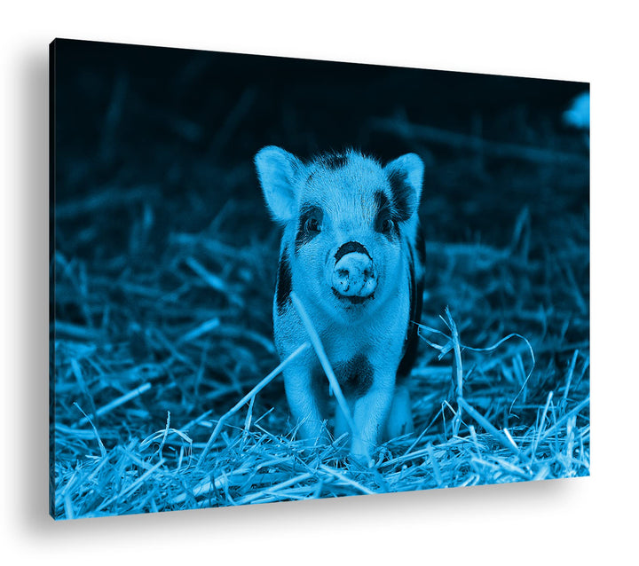 deyoli niedliches Ferkel Format 80x60 Effekt: Monocrome Blau als Leinwandbild, Motiv fertig gerahmt