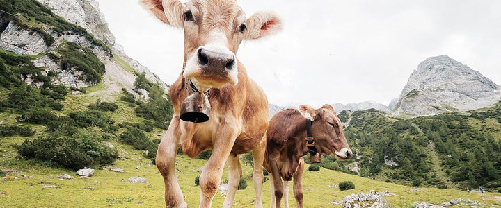Glasbild Panorama | Wandbild aus Echtglas | Almkuh auf der Weide | 100x40 cm | inkl. Aufhängung und
