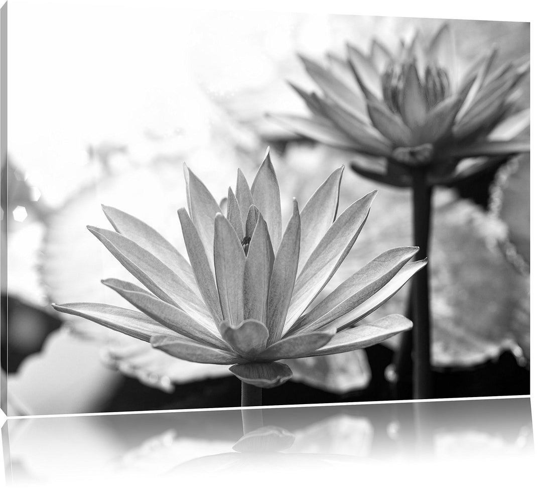 Pixxprint Lilafarbene Wasserlilie Kunst B&W, Format: 100x70 auf Leinwand, 100x70