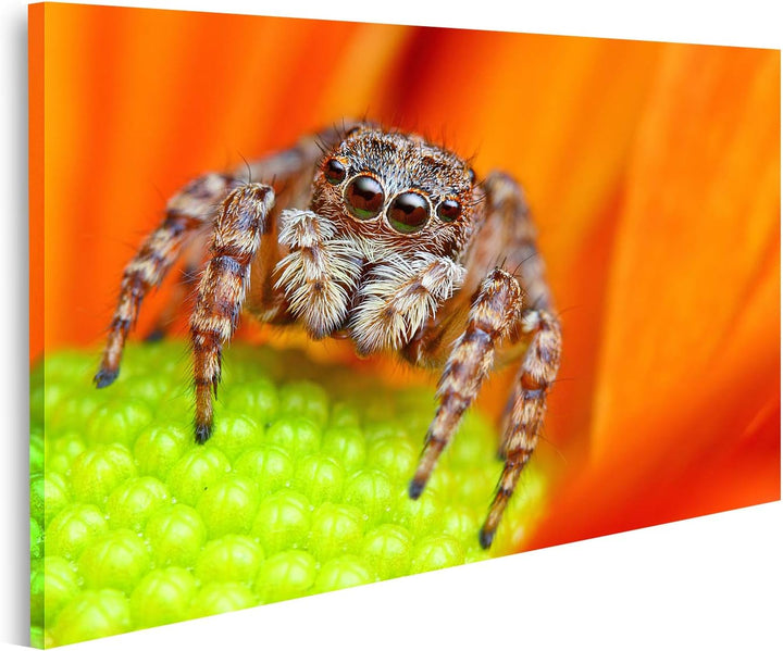 islandburner Bild auf Leinwand Springende Spinne Blume Bilder Wandbilder Poster, 80L x 40B cm
