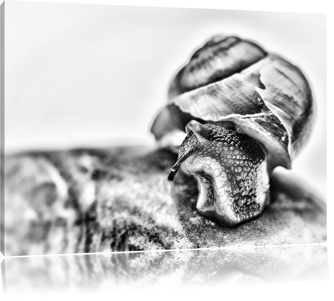 Pixxprint kleine Schnecke / 100x70cm Leinwandbild bespannt auf Holzrahmen/Wandbild Kunstdruck Dekora