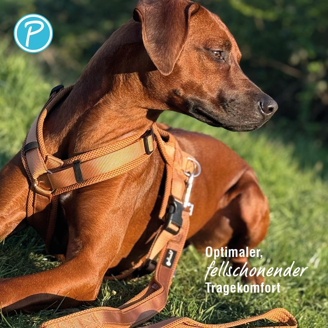 Petlando Hundegeschirr Mesh Y-Comfort mit atmungsaktivem Mesh, leicht &amp; robust, stufenlos verstellba