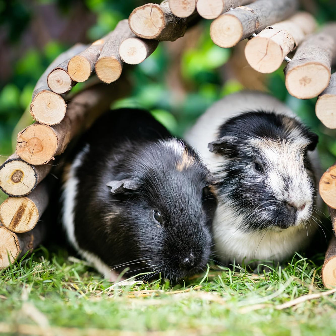 Burgess Excel Pellets mit Minze für Meerschweinchen, 10 kg