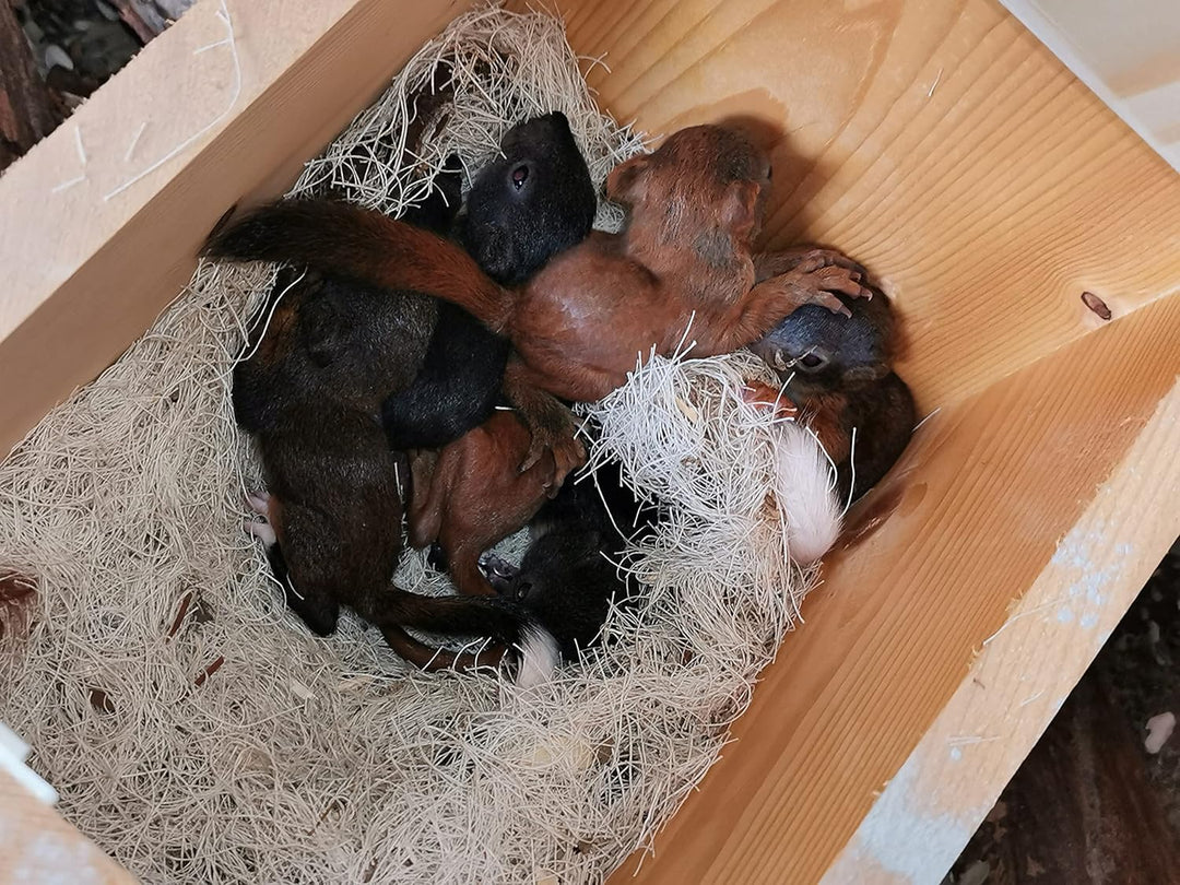 Qualität aus Niederbayern ARBRIKADREX Eichhörnchenfutterhaus- Eichhörnchen-Haus Kobel Witterungsbest