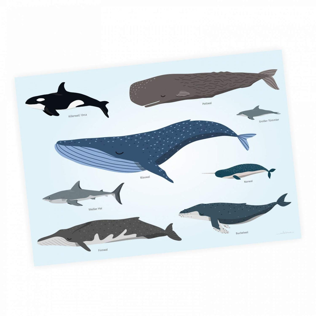 Kinder Lernposter - Tiere der Meere - Wal Delfin Orca Hai - in 3 Grössen - Wanddeko Kinderzimmer Pos