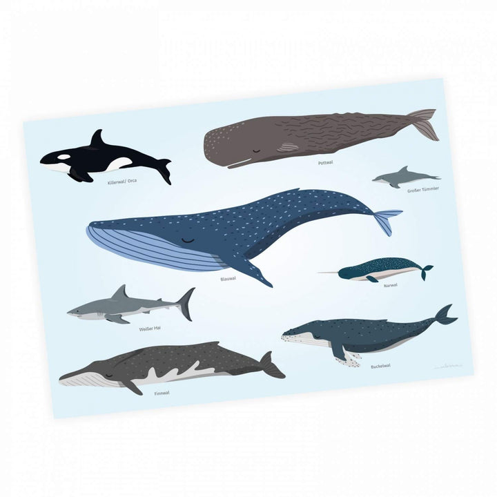 Kinder Lernposter - Tiere der Meere - Wal Delfin Orca Hai - in 3 Grössen - Wanddeko Kinderzimmer Pos