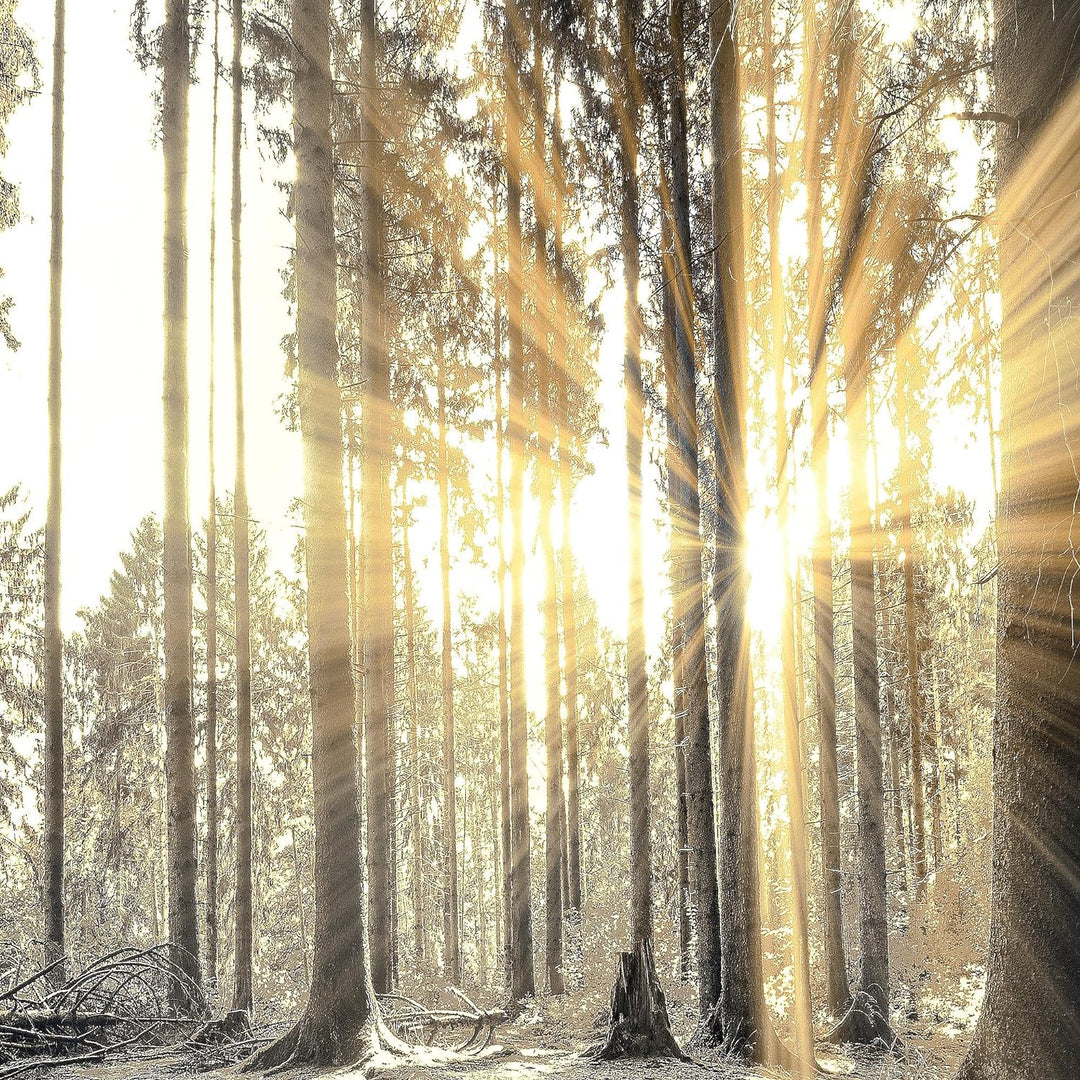 Runa Art Wandbilder Wald Landschaft 5 Teilig Bild auf Vlies Leinwand Deko Schlafzimmer Wohnzimmer So