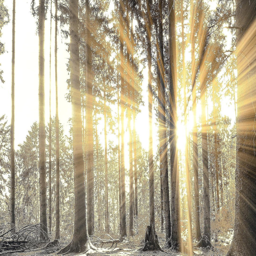 Runa Art Bild Schlafzimmer Wohnzimmer Wald Landschaft 5 Teilig Sonne Grau Braun Wandbilder auf Vlies