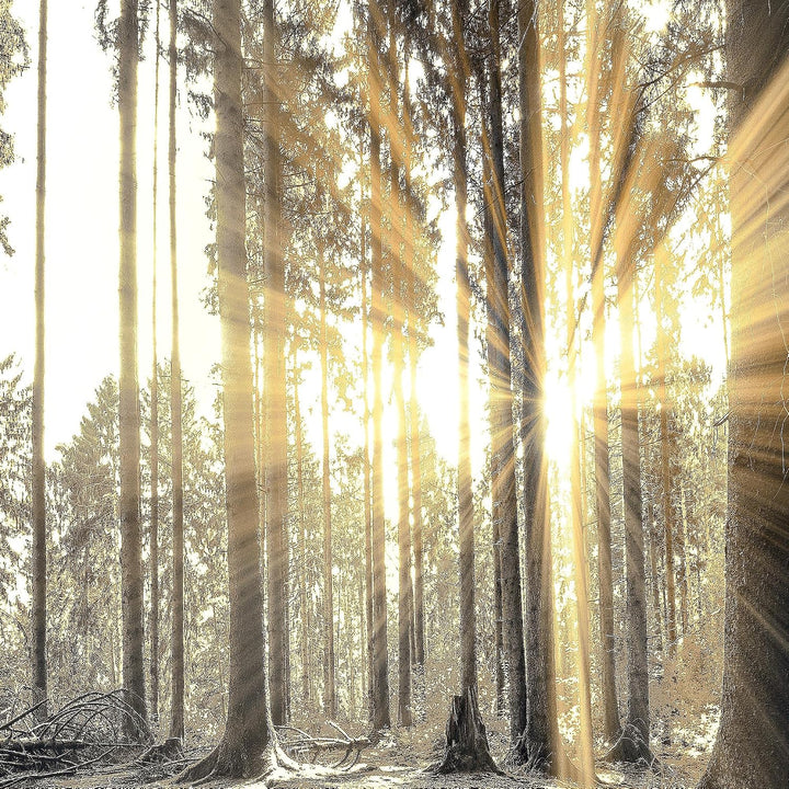 Runa Art Bild Schlafzimmer Wohnzimmer Wald Landschaft 5 Teilig Sonne Grau Braun Wandbilder auf Vlies