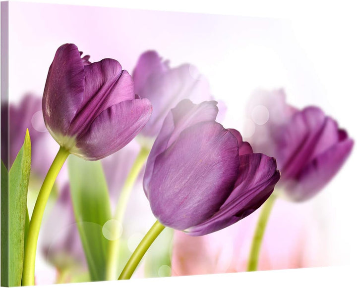 ge Bildet Bild auf Leinwand | Pflanzen Bilder - Tulpe - Blumen Violett Natur in 70x50 cm als Wandbil