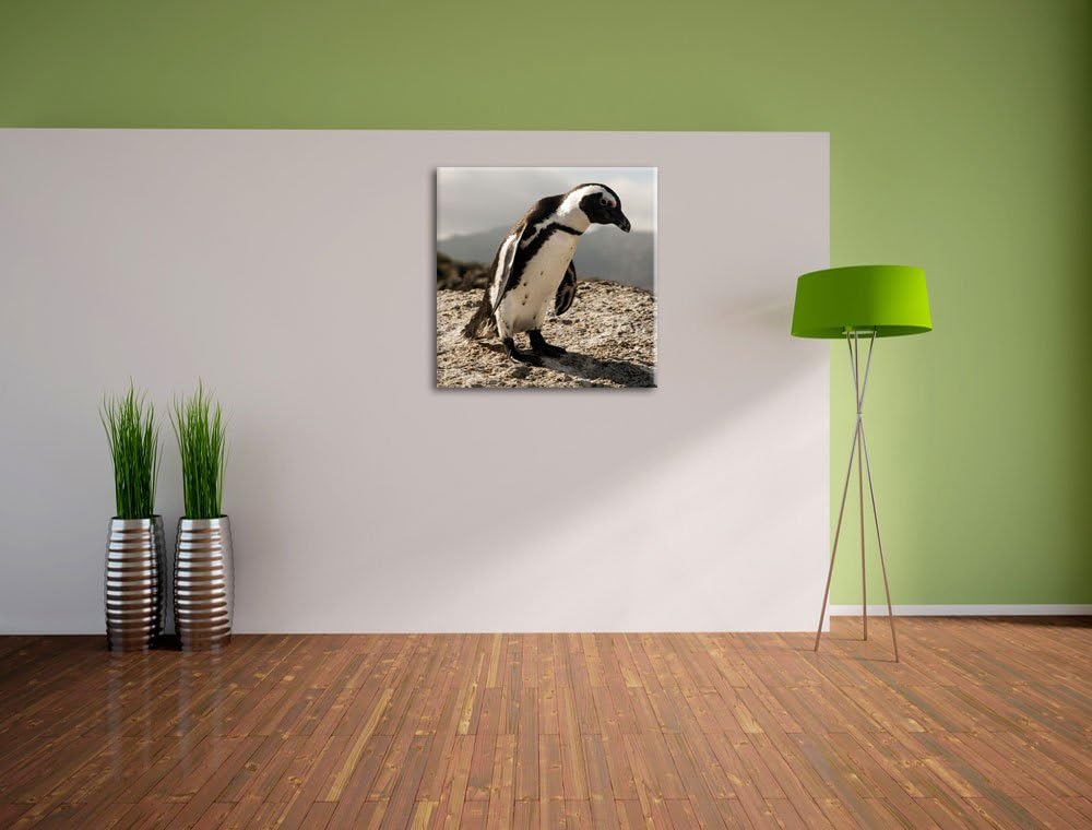 Pixxprint Afrikanischer Pinguin beobachtet als Leinwandbild/Grösse: 70x70 cm/Wandbild/Kunstdruck/fer