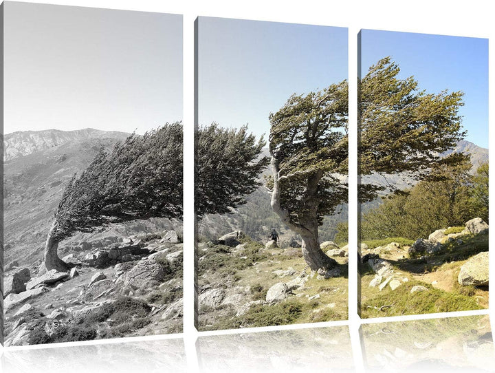 Alter Schiefer Baum in den Bergen schwarz/weiss 3-Teiler Leinwandbild 120x80 Bild auf Leinwand, XXL